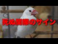 【最期の瞬間】文鳥が死ぬ間際に見せる行動