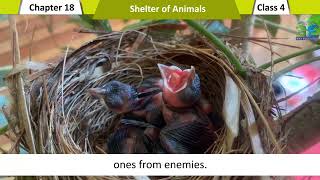 The Green Era 4      chapter 18 Shelter of Animals