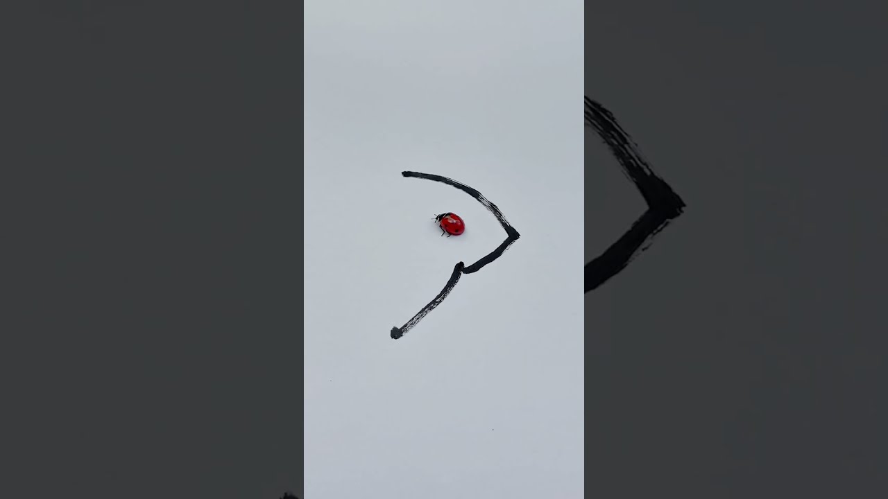 Circling In On A New Friend But Some Things Just Aren T Meant To Be Thatlittlepuff