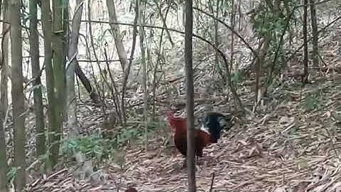 Cuab qaib qus  15/9/2020