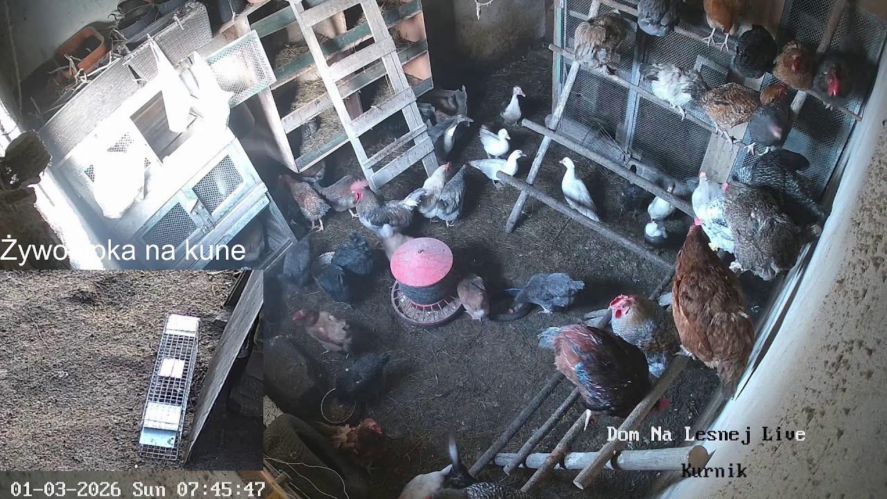 Nocny Live z kurnika -  Dom na Leśnej