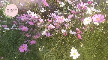 সূরা আল আলা (سورة الأعلى) - সুরেলা কণ্ঠের তেলাওয়াত