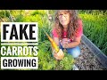 Garden With Me | Not a Carrot, Topping Peppers, Cucumber Beetles