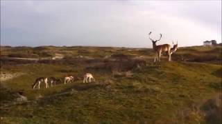 Psalm 42 Vs 1 T Hijgend Hert Der Jacht Ontkomen Teke Bijlsma Orgel Grote Kerk Hasselt