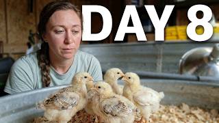 Raising 50 Meat Chicks - Day 8 (Adjusting Set-Up, Maintaining Temp, Restricting Feed)
