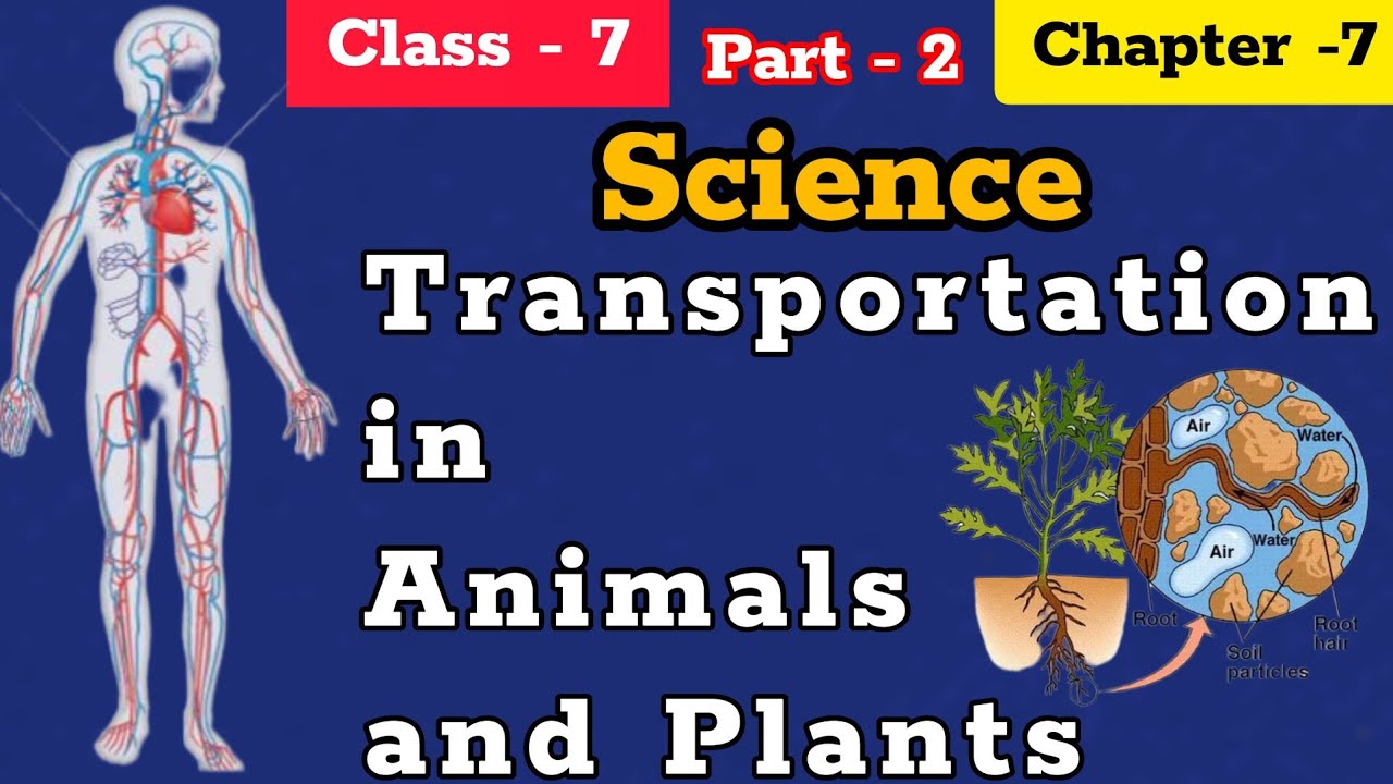 class 7 science chapter 7 transportation in animals and plants || ncert ...