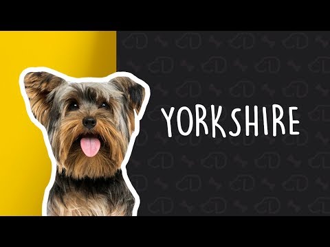 Tudo sobre o YORKSHIRE! #Dogueiros #Yorkshire #Raças