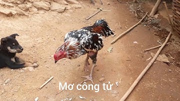 Qaib ntxim nyiam heev nawb ntsuag lau qaib dub 6 hli qaib..qaib txaj 7.8 hli ko