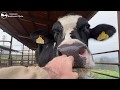 Izadi | El rescate de una vaca explotada que iba a ser enviada al matadero