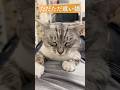 親父の腹の上 眠い猫 A very sleepy cat #保護猫 #ねこのいる生活