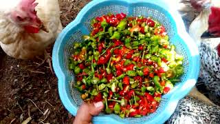 Pepper is one of the natural ingredients that can be relied upon to stimulate chickens to produce