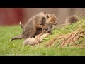 Red fox kits playing