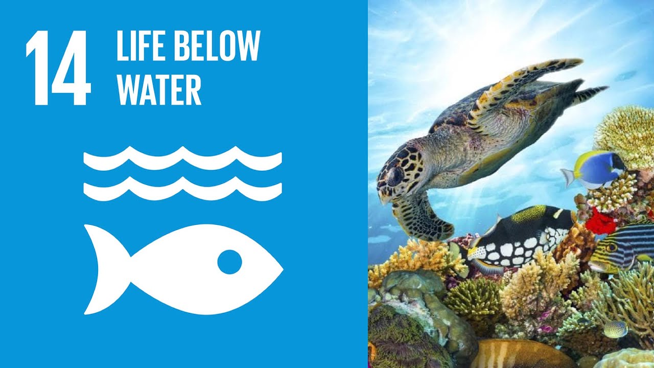 UN Sustainable Development Goals | Life Below Water (14)