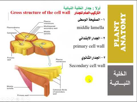 الخلية النباتية   الجدار الخلوي