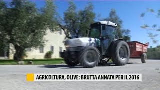 Agricoltura, olive: brutta annata quella del 2016