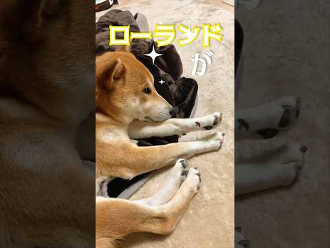 恋の必勝法に耐えられない柴犬こむぎ #犬 #柴犬#柴犬こむぎ