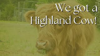 WE GOT A HIGHLAND COW! 🐮