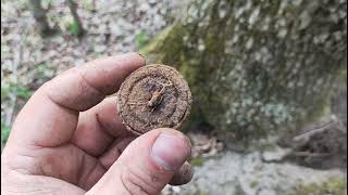 Что можно найти в дубовом лесу?#metaldetecting #хобби #находки #coin #поискиклада