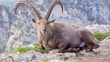 Animals Scientists Are Trying To Bring Back From Extinction