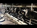 Farmer's Voice | Buffalo Milk