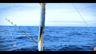Deep Drop Fishing Pt2 - Making A Mulie+Squid Combo Bait