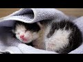 Adopted a tiny, Lonely kitten sleeps alone every night🍼