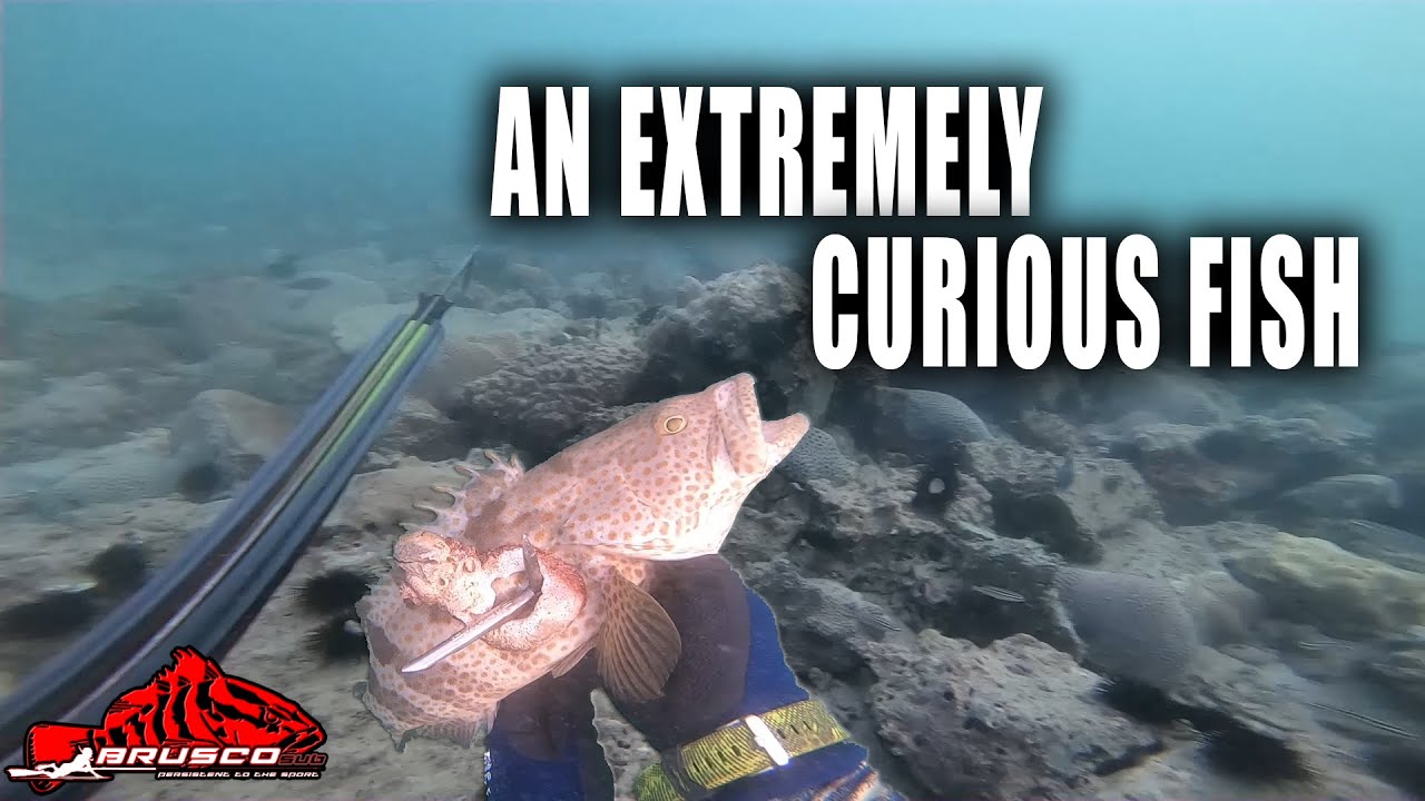 an extremely curious fish (Spearfishing UAE) YouTube