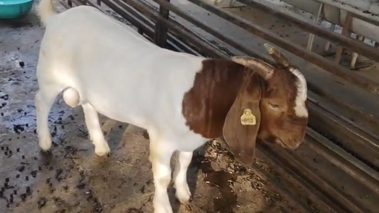 Top quality full blood Boer kid available ready to breeding Nirmiti Boer Goat farm palus Maharshtra 