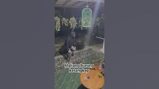 Maling burung ketangkep di purwokerto banyumas  #infobanyumas  #purwokerto #baturaden  #banyumas