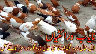 Unique Pigeon | Lal khal Guldar | Qasni khal Guldar | Sabaz Kante Kash | Colourful pigeon |