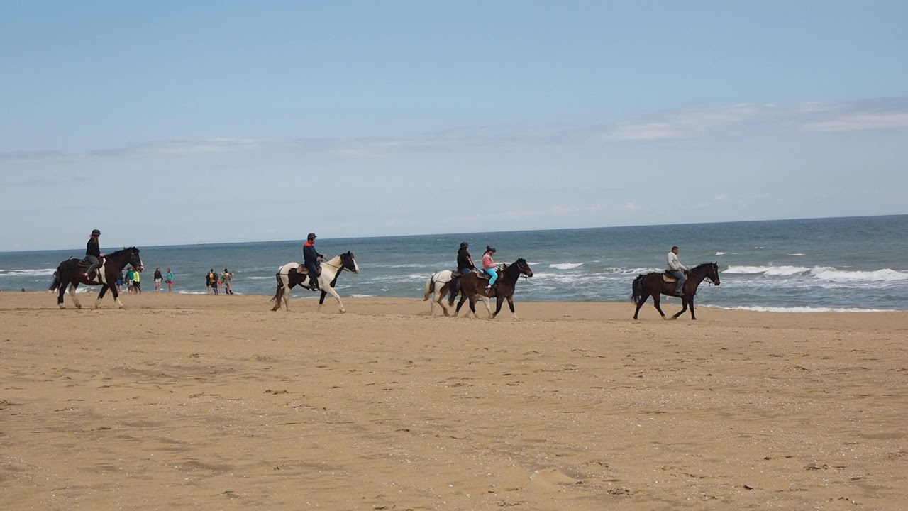 Virginia Beach Horses YouTube
