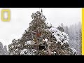 Super Trees: Climbing a Giant Sequoia | Nat Geo Live