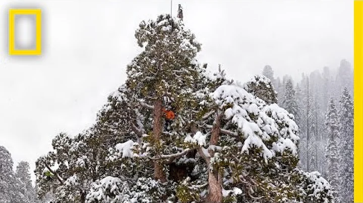 Super Trees: Climbing a Giant Sequoia | Nat Geo Live