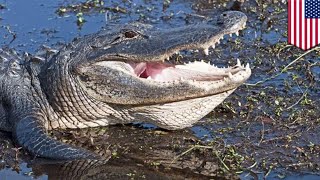 Woman faces off with alligator in attempt to rescue her dog - TomoNews