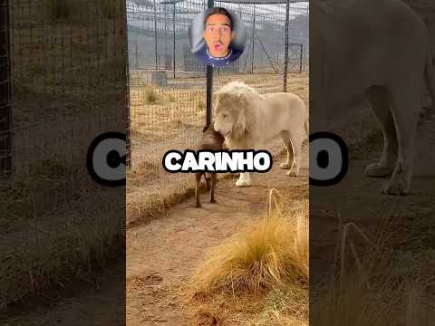 ANIMAIS QUE VOCÊ NÃO PODE FAZER CARINHO!!! 😳😱