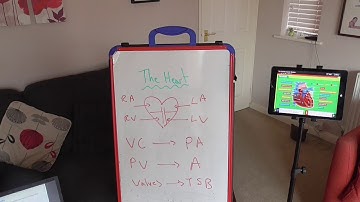 GCSE PE HEART, BLOOD VESSELS AND CARDIAC OUTPUT