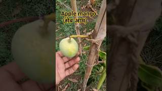 Apple mango  सेब आम की खेती बैकुंठपुर छत्तीसगढ़ में अब fruit apple_mango fruit farming