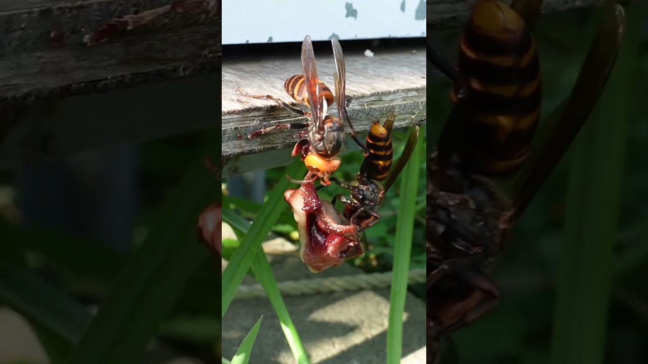 Giant Hornets Stop Attacking Bees To Devour Chicken Heart