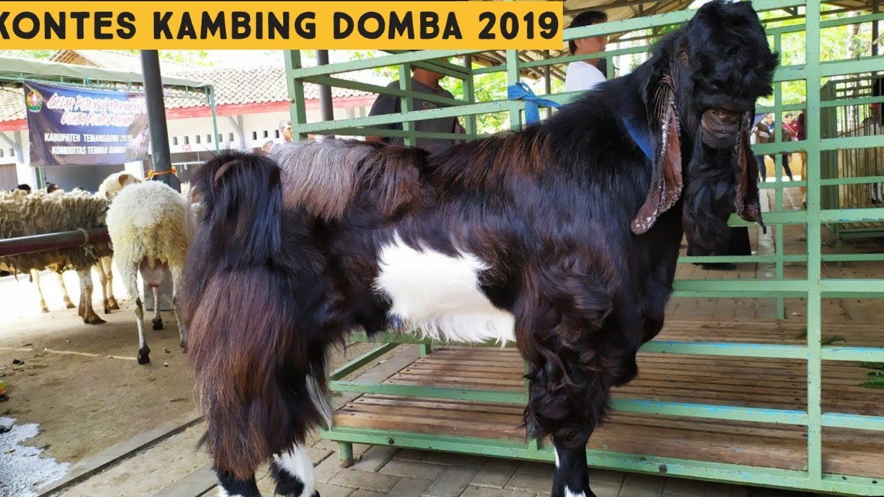 KONTES KAMBING / DOMBA 