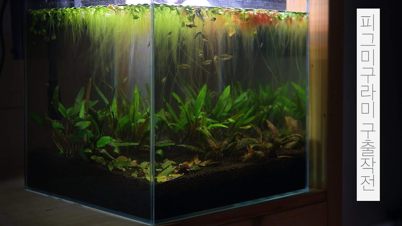 피그미구라미 구출 작전 | 크립토코리네 | 물멍 | Pygmy gourami | Cryptocoryne Aquarium | MulMung