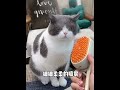 Ｍamy Pets USB寵物按摩除毛梳。噴霧式 product youtube thumbnail