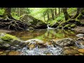 Crystal Clear River Sounds | Peaceful Forest Ambience for Deep Sleep & Relaxation