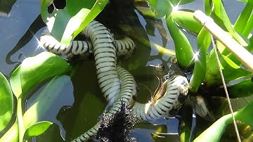 Cắm Câu Cá Lóc Dính Rắn