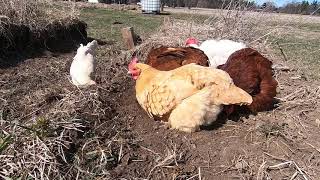 Chicken Dust Bathing
