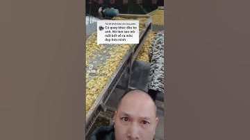 máy rửa gừng và thái lát công xuất 200 tấn gừng mỗi ngày