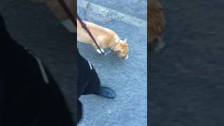 Marche En Laisse Malko Americain Staff 4Mois