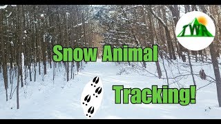 Tracking Animals In The Snow...How to Identify and Follow Wildlife Signs!