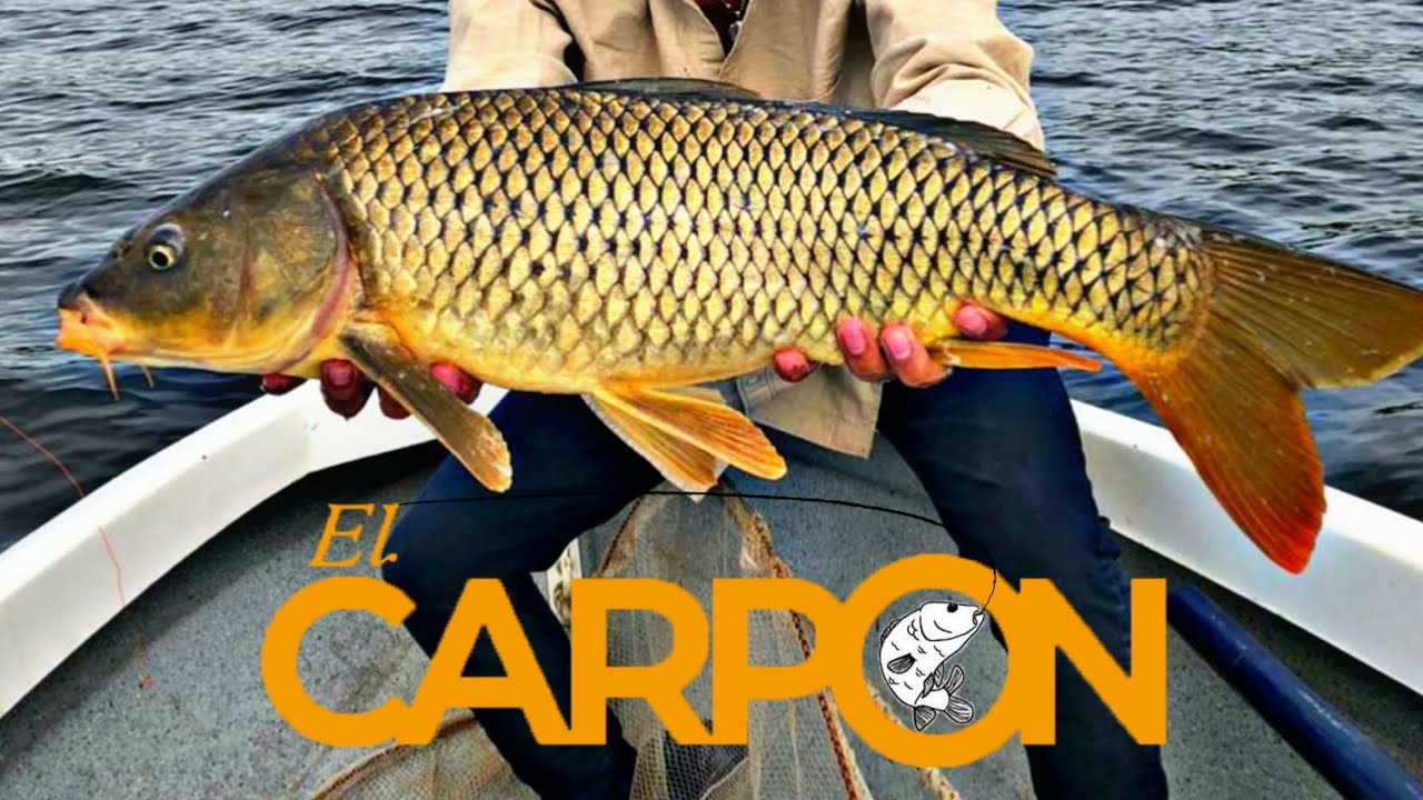⬅️Queres pescar carpas asi?? 😉 USA ESTA LINEA PARA PESCAR CARPAS.
