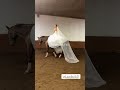 Bridal ride practice in full swing! 👰‍♀️🐎✨ Testing out my stunning equestrian veil from Lambs Hill