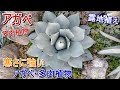 【アガベ】露地植えのアガベ。寒さに強い種類のアガベや多肉植物をご紹介。ドライガーデンにもオススメ【Agave】【多肉植物】【園芸】